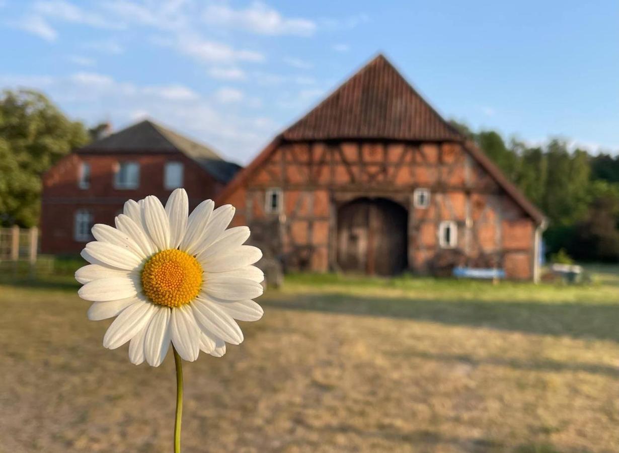 Ferienwohnung Elbsegler Bleckede Exteriör bild